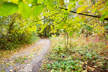 Road in the autumn forest with yellow leaves.