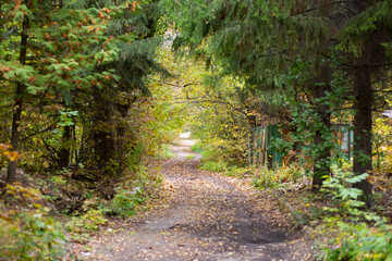 Road in the autumn forest with yellow leaves.