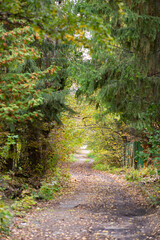 Road in the autumn forest with yellow leaves.