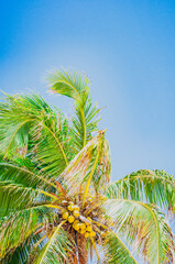 coconut tree 