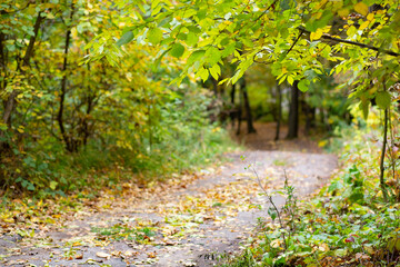 Road in the autumn forest with yellow leaves.