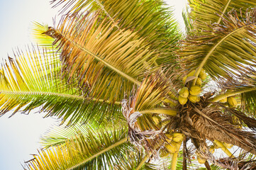 coconut tree 