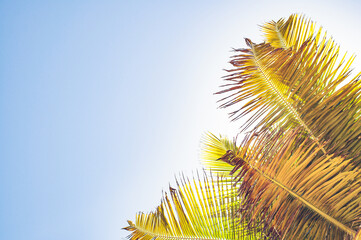 coconut tree 