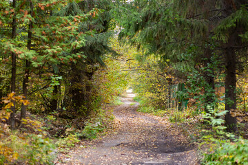 Road in the autumn forest with yellow leaves.