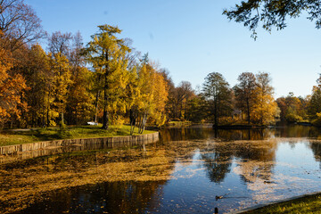 Autumn lanscape with oak grove in september