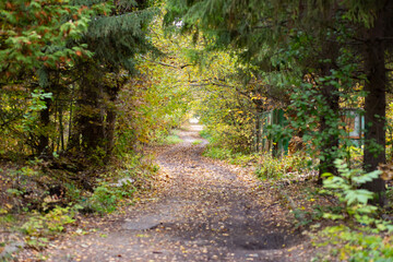 Road in the autumn forest with yellow leaves.