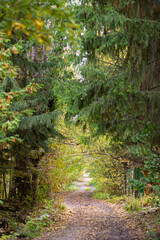 Road in the autumn forest with yellow leaves.