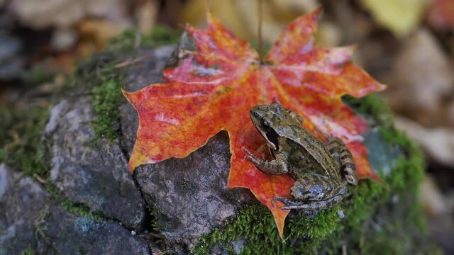 A brown frog sits on a maple leaf in autumn