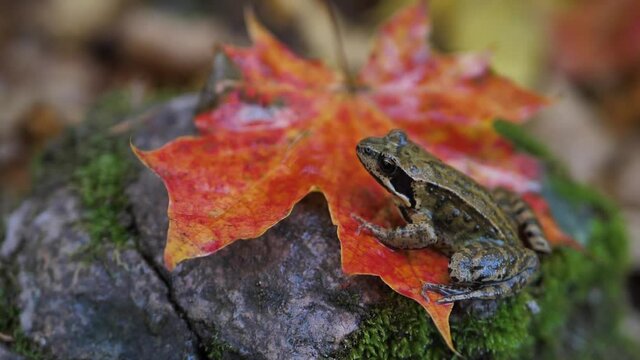 A brown frog sits on a maple leaf in autumn