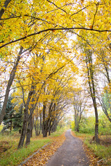 Walkway in the autumn park.