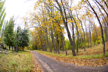 Fototapeta na wymiar Walkway in the autumn park.