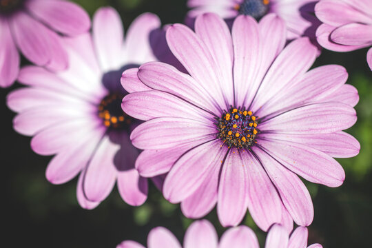 Un bouquet de fleurs mauves