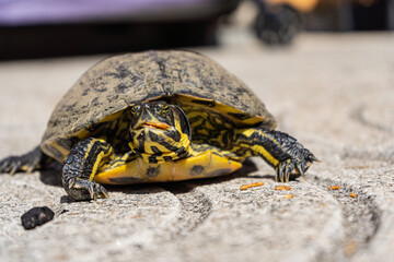 Obraz premium Pseudemys eating on a white tile floor