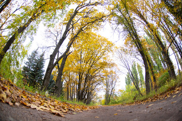 Walkway in the autumn park.