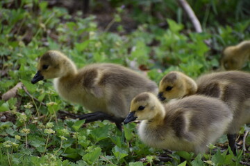 Baby Geese Yellow and Fuzzy