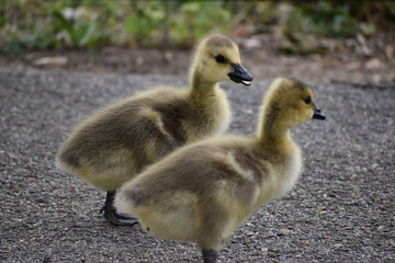 Baby Geese Yellow and Fuzzy