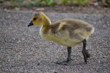 Baby Geese Yellow and Fuzzy