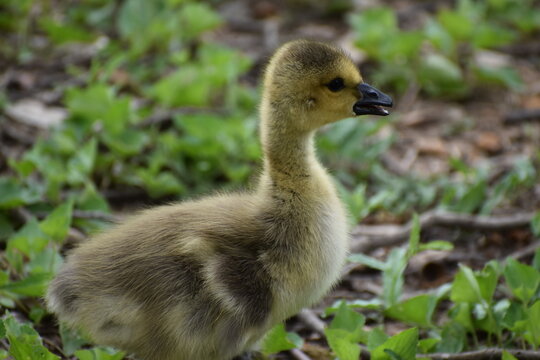 Baby Geese Yellow and Fuzzy
