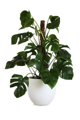 Green big monstera plant potted in white pot isolated on white background. Swiss cheese plant.