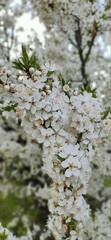 White blossom branch