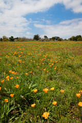 Casas en medio del paisaje
