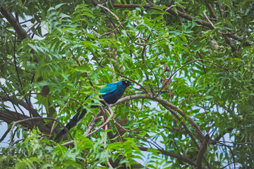 blue bird on a branch