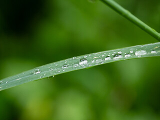 Fototapeta na wymiar rain drops on the green grass
