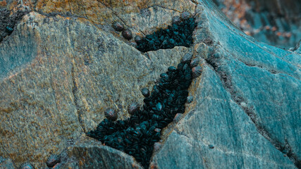 Photo of black seashells on gray stones