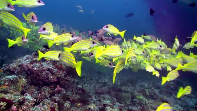 School of striped yellow fish on background clear seabed underwater in Maldives. Swimming in world of colorful beautiful wildlife of corals reefs. Inhabitants in search of food. Abyssal relax diving.