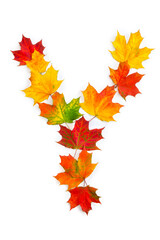 Letter Y of colorful autumnal maple leaves on white background. Top view, flat lay
