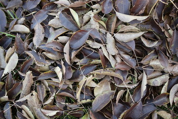 Fallen leaves after autumn frosts