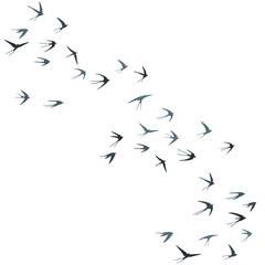 Flying swallow birds silhouettes vector illustration. Migratory martlets group isolated on white.