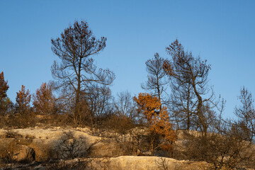 A Forest after a Wildfire
