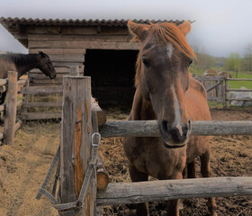 Photo of a beautiful brown horse standing in a paddock