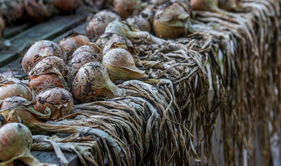 a rustic table of onions in a greenhouse 
