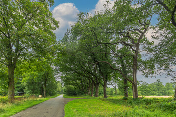 Fototapeta na wymiar Koelandsdijk as an access road to the Balloërveld with mature oak trees on both sides on the edge of the stream valley of the Rolder Diep near Rolde in the Netherlands