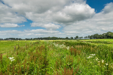 Fototapeta na wymiar Flowery landscape with Sorrel, Rumex, and Common or European Hogweed, Heracleum sphondylium, and grasses along the banks of the Rolder Diep near Anderen in the Dutch province of Drenthe