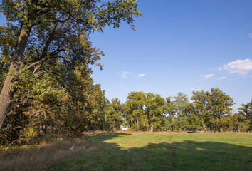 Autumn landscape beautiful colorful leaves on trees in an oak grove on a sunny day.