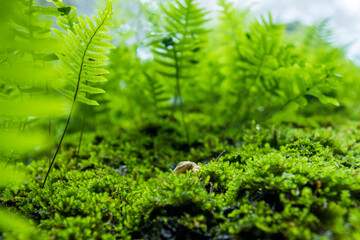 Various ferns in the forests