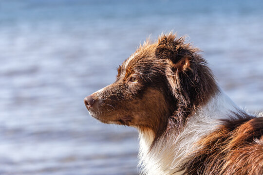 Portrait of an australian shepherd dog at the beach