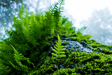Various ferns in the forests
