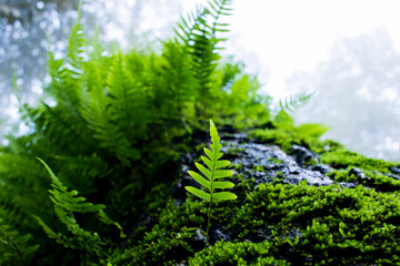 Various ferns in the forests