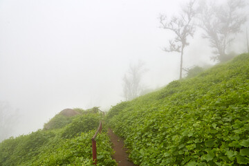 Lomas de Lachay