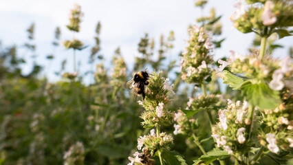 bumblebee flew to the flower in the meadow. blur