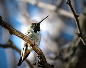 hummingbird on a branch