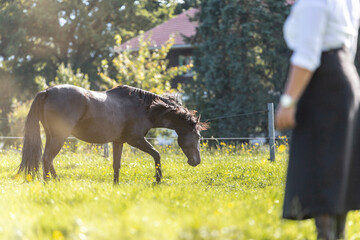 A black p.r.e. horse on a pasture with it´s blurred owner in the fore