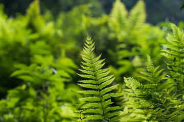Various ferns in the forests