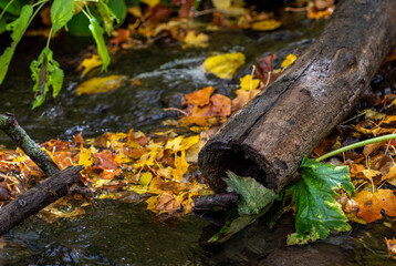 Close up of a log over a brook with colorful yellow leaves in autumn