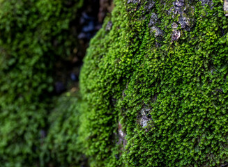 A close up depth of field focus of moss growing on the side of a tree in the forest
