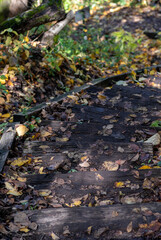 A set of wooden stairs on a trail in a forest going down